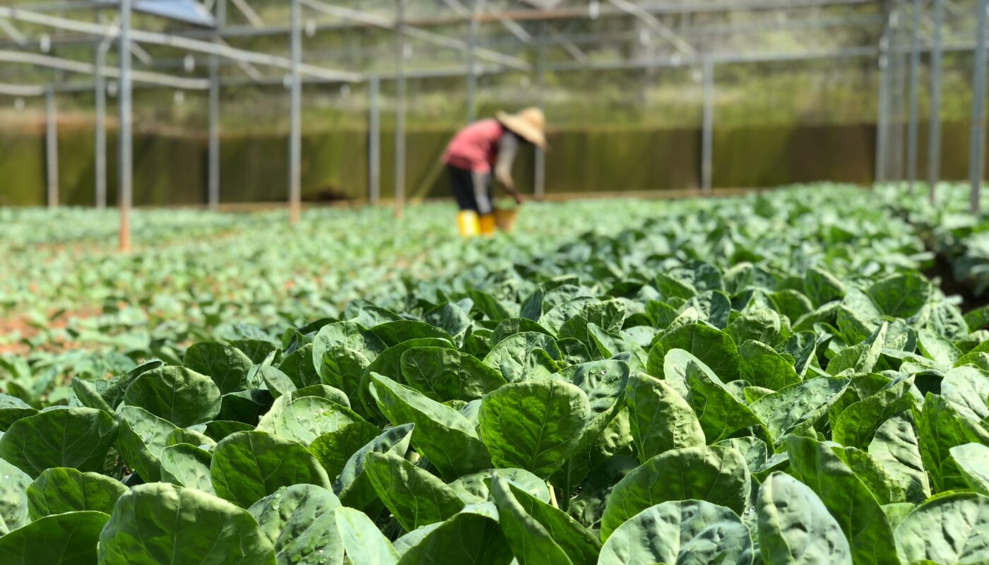 Frost-Resistant Vegetables to Grow in Winter