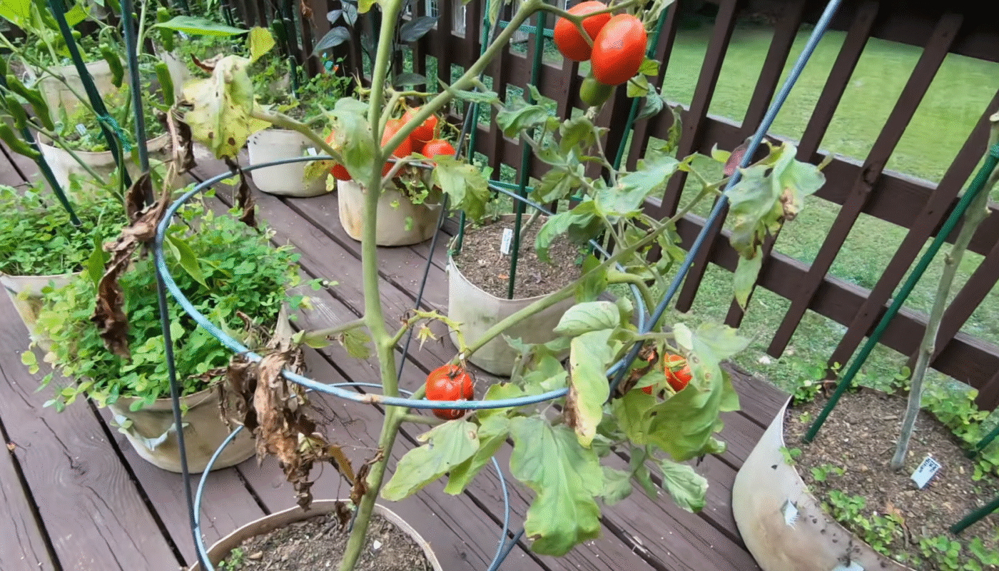 How to Treat Early Blight in Tomato Plants