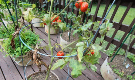 How to Treat Early Blight in Tomato Plants