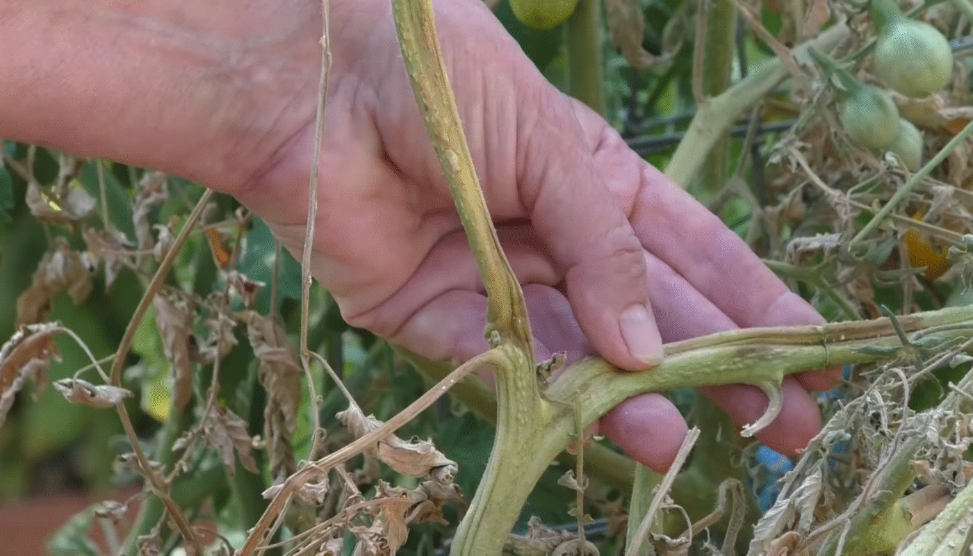 How to Treat Fusarium Wilt in Tomato Plants