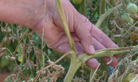 How to Treat Fusarium Wilt in Tomato Plants