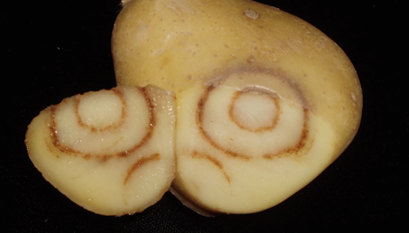 Potato Virus Y