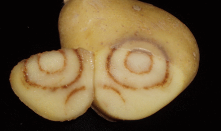 Potato Virus Y