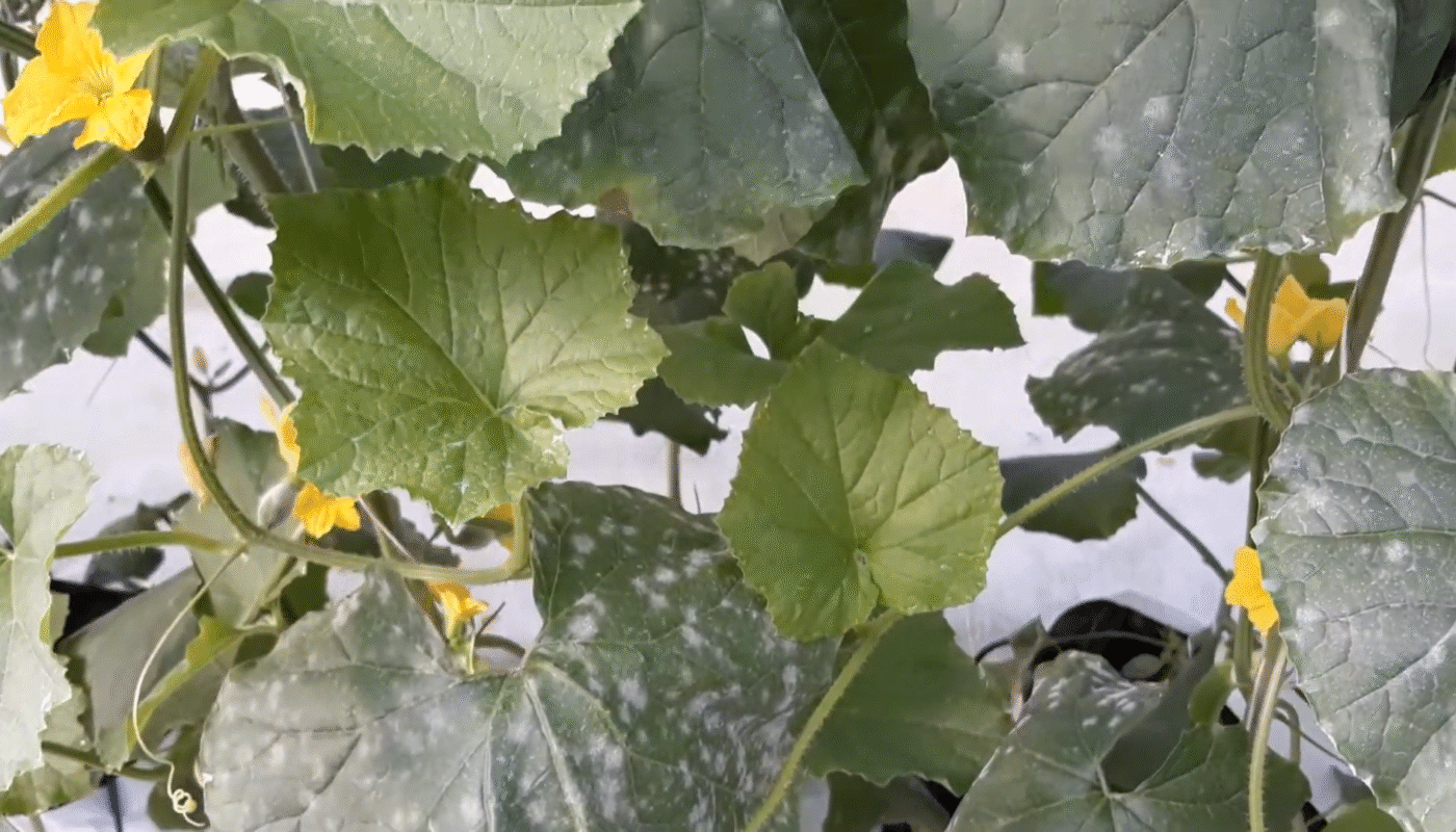 Powdery Mildew