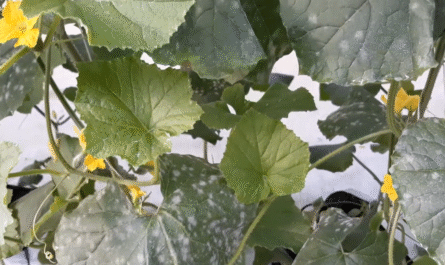 Powdery Mildew