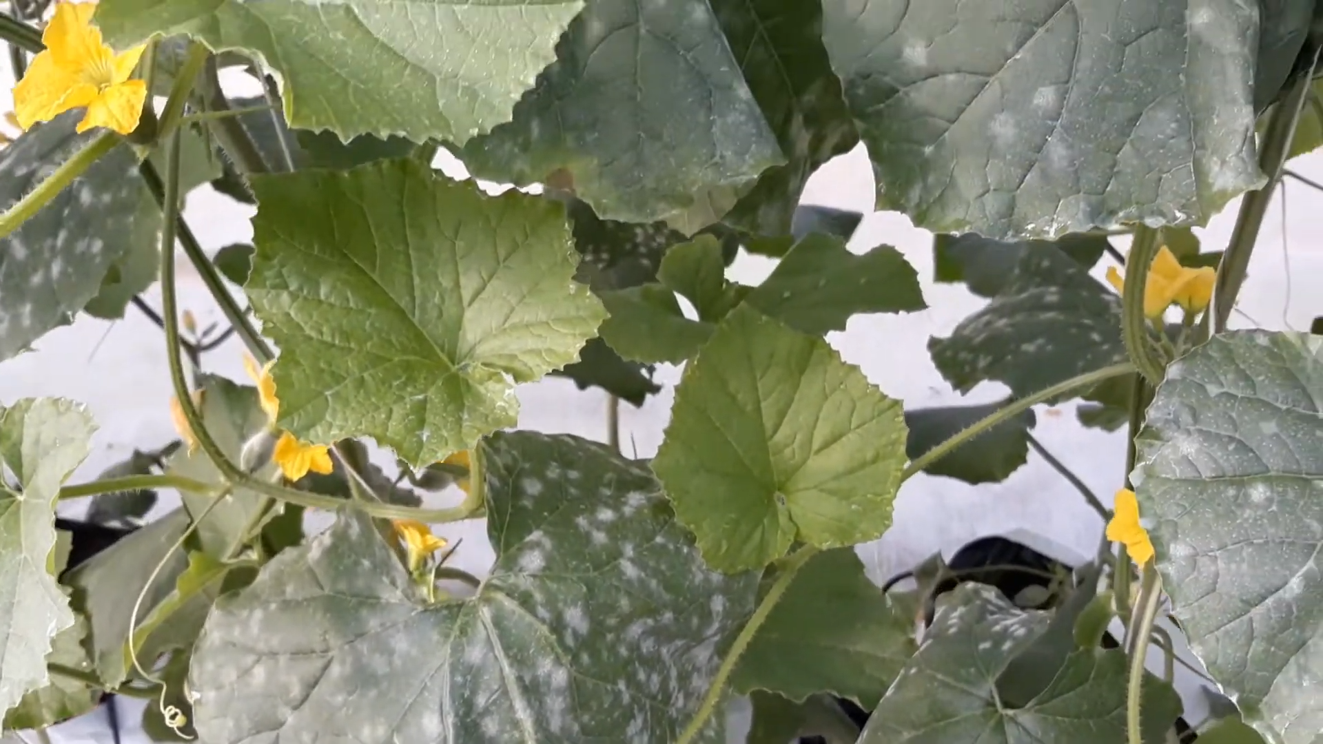 Powdery Mildew