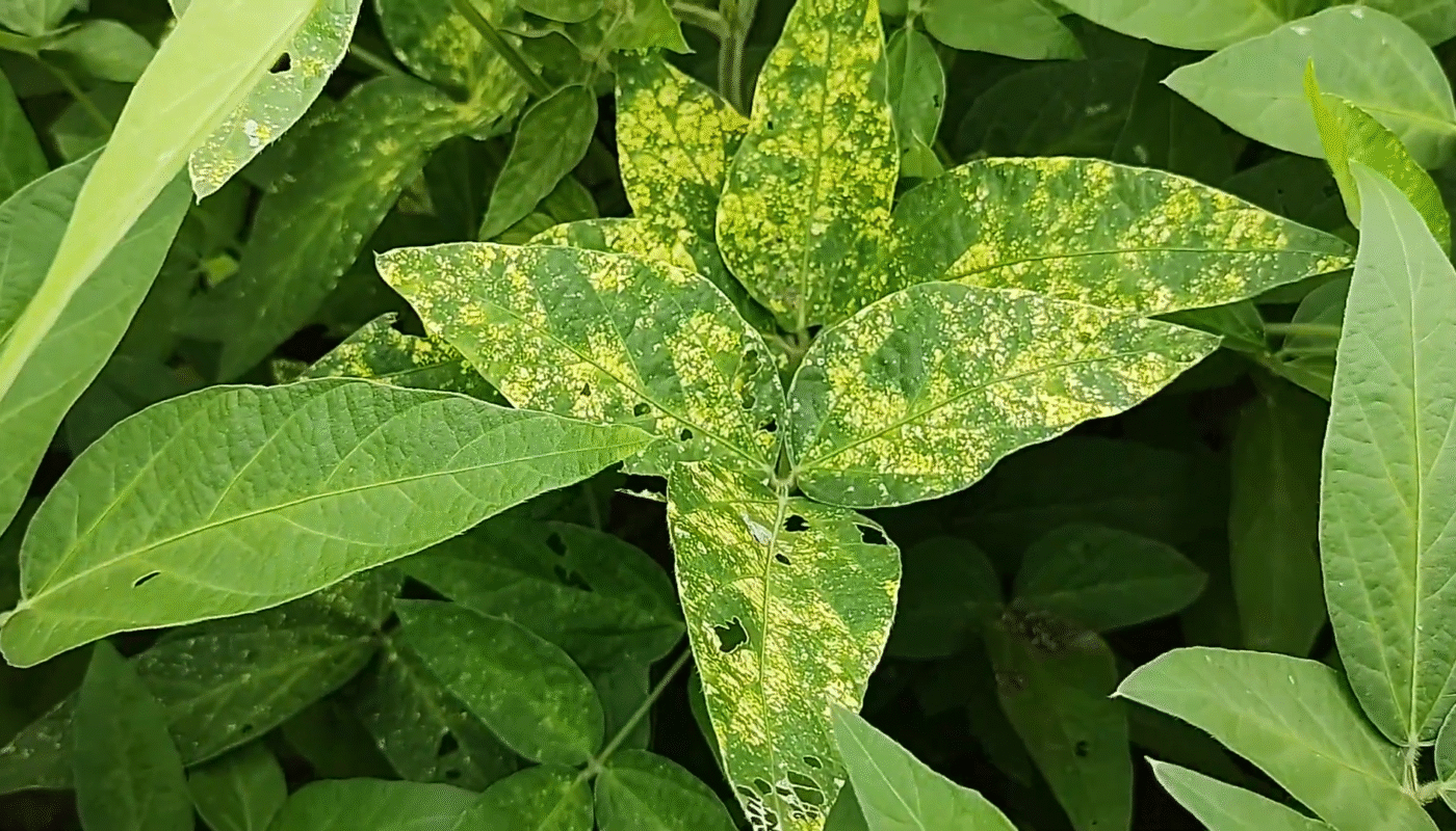 Yellow Mosaic Virus