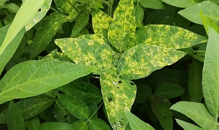 Yellow Mosaic Virus