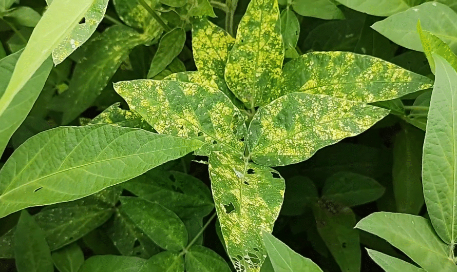 How to Treat Yellow Mosaic Virus in Soybeans