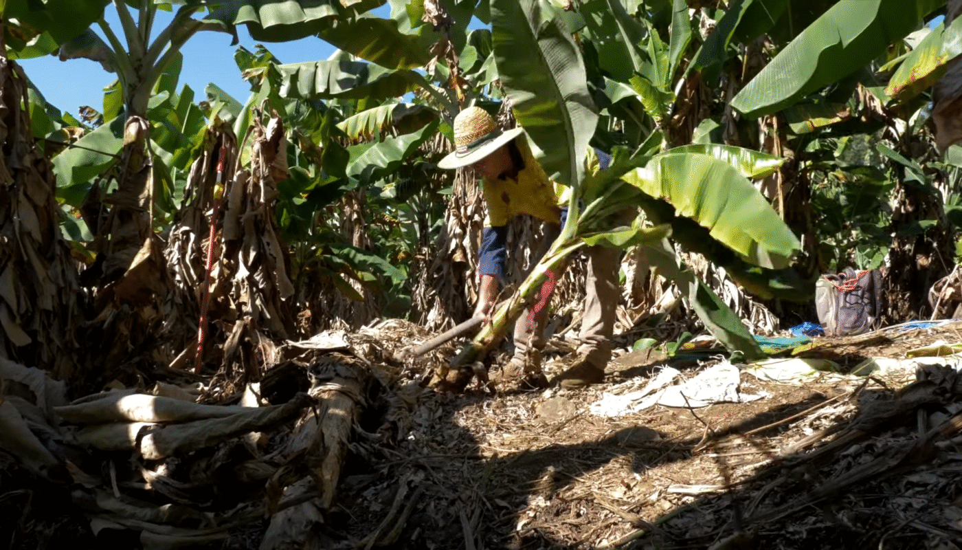 Bunchy 1 Top Disease in Banana
