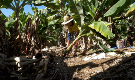 Bunchy 1 Top Disease in Banana