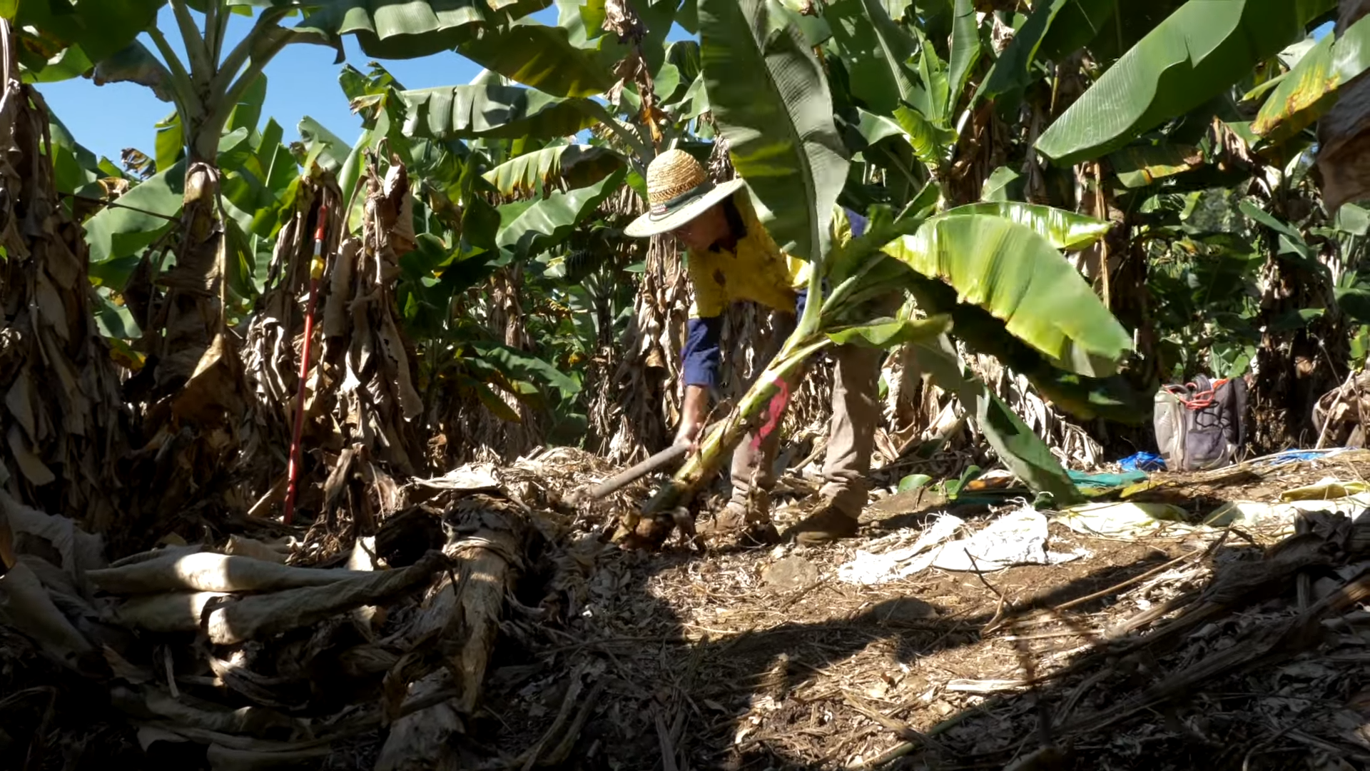 Bunchy 1 Top Disease in Banana