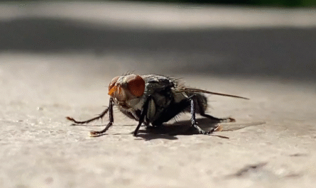 carrot fly 1