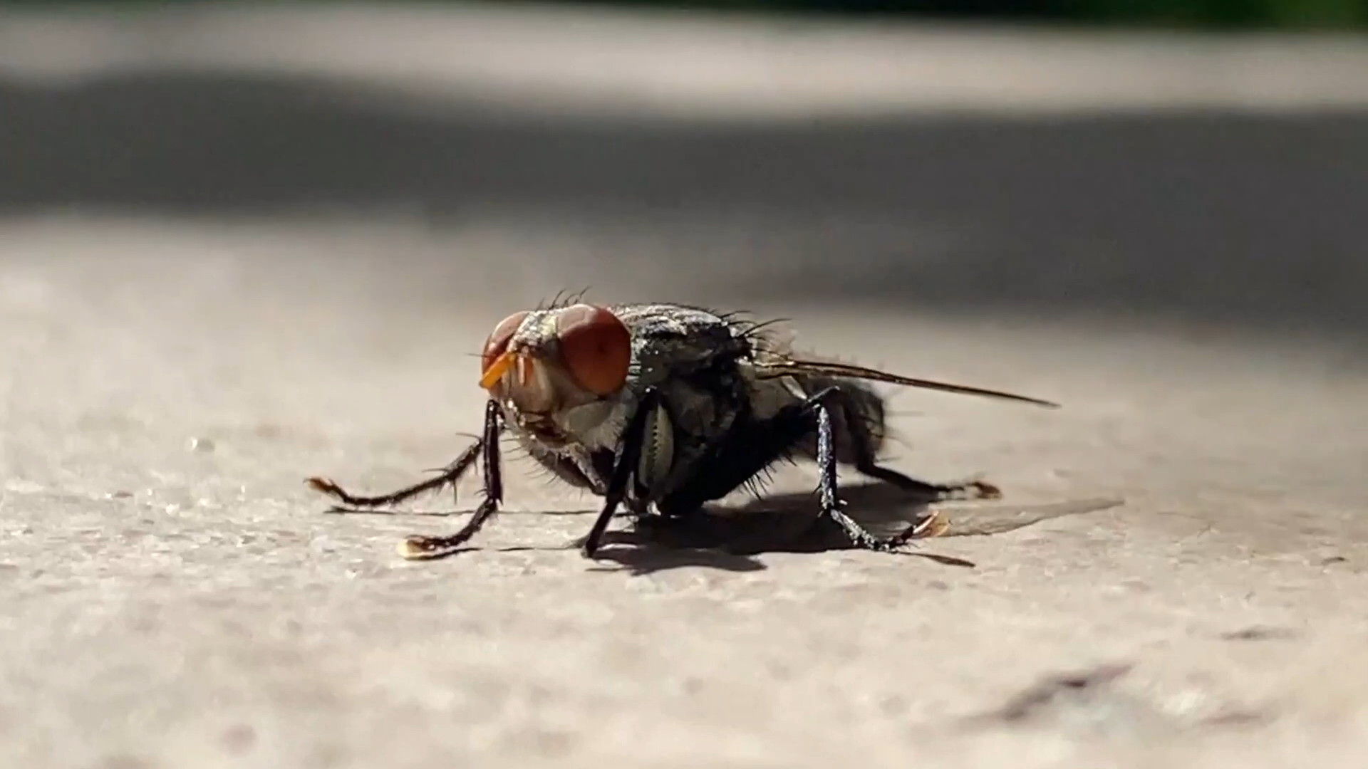 carrot fly 1