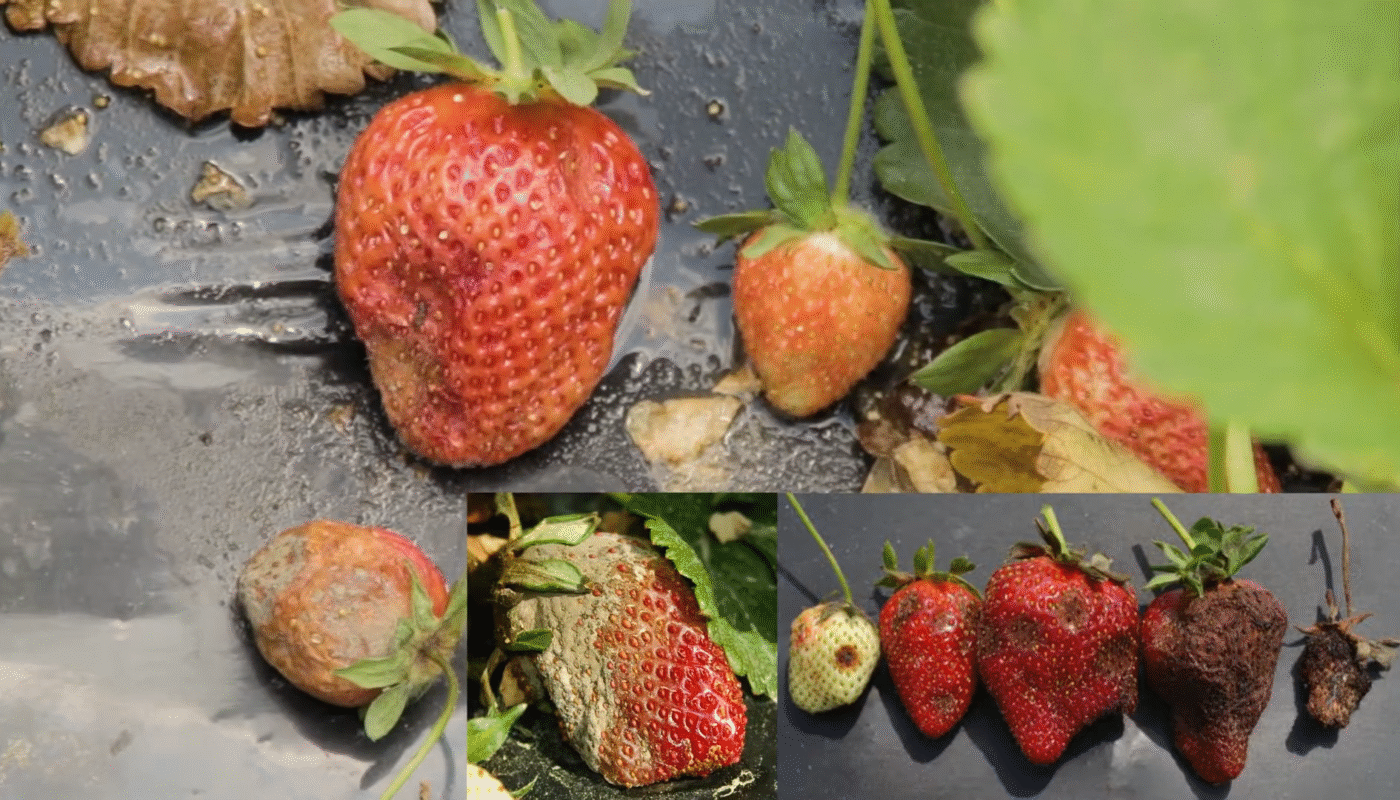Apple Tree Pests