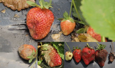 Apple Tree Pests