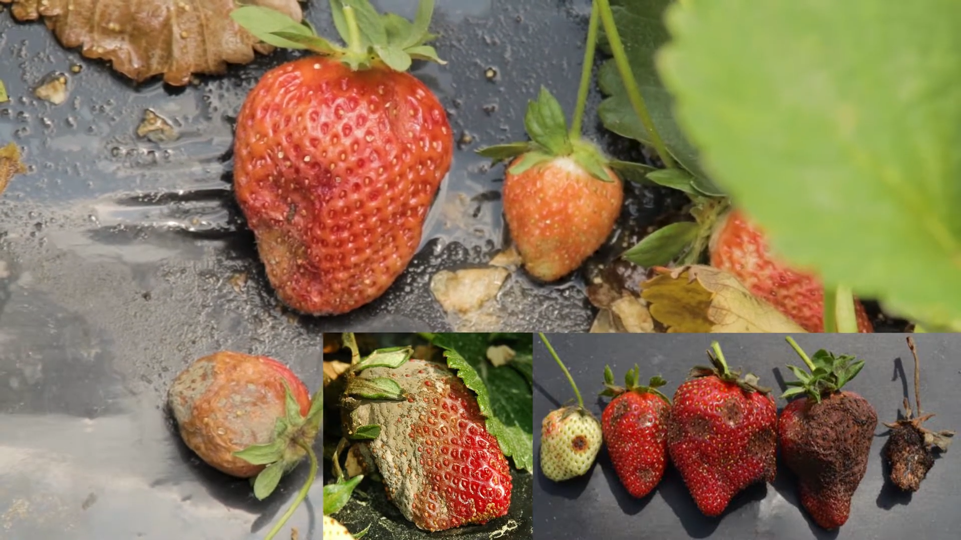Apple Tree Pests