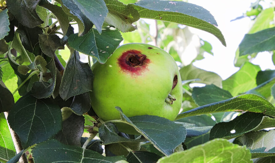 Apple Tree Pests: How to Prevent these 7 Apple Tree Pests