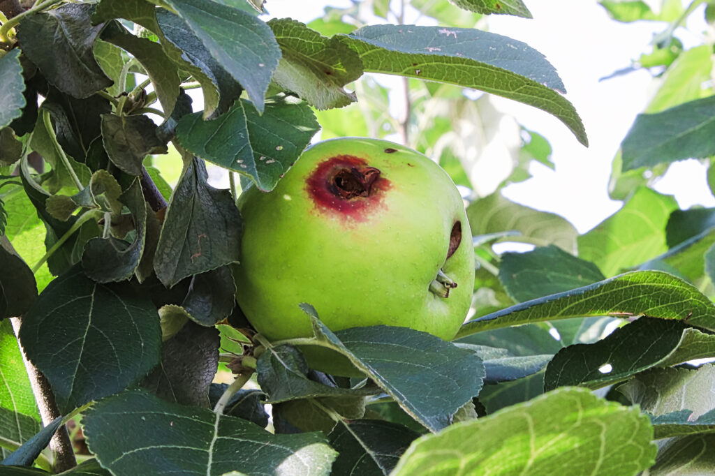 Apple Tree Pests