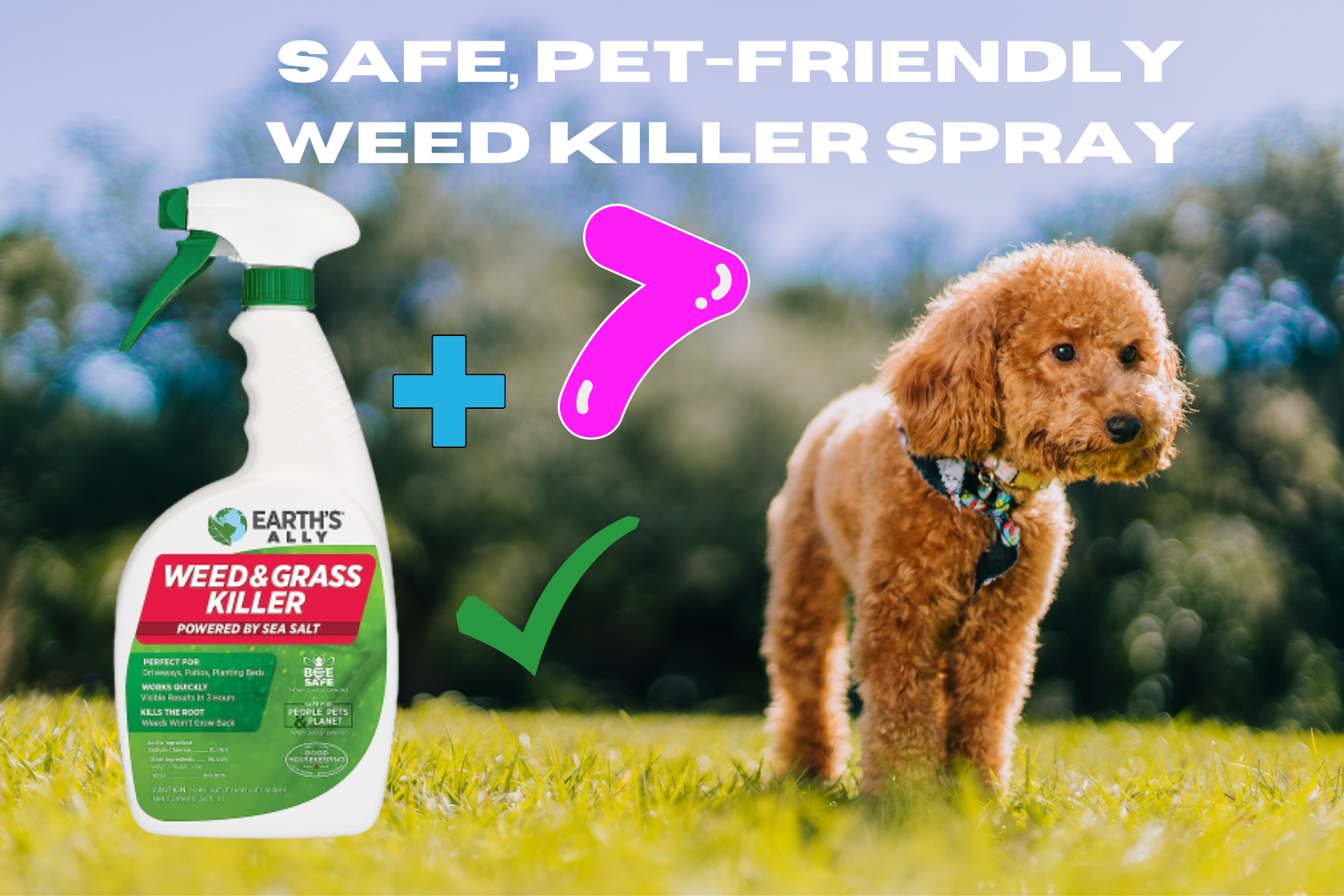 Weed Killer Spray Safe