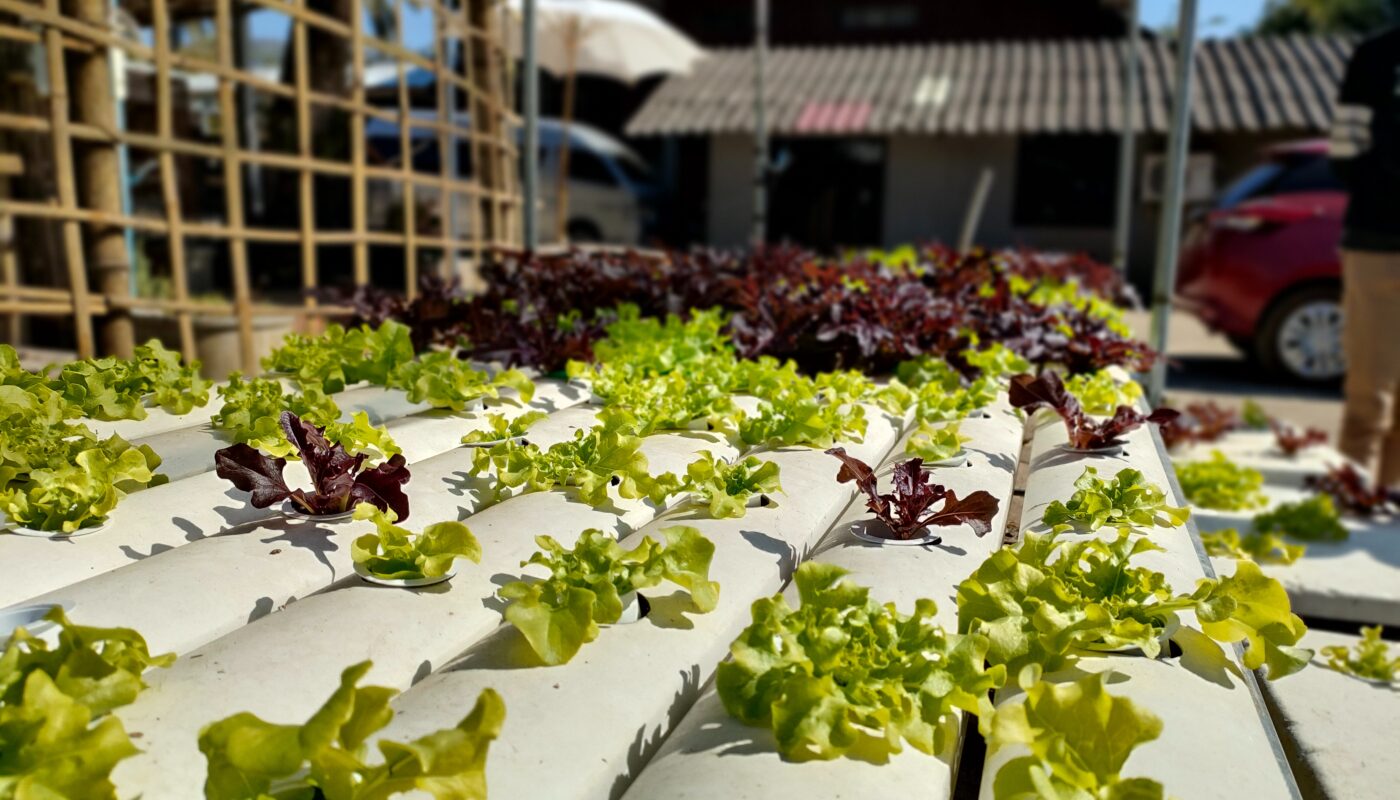 What is hydroponics