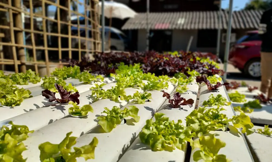 Do Hydroponic Vegetable Taste Good? Here’s the Truth