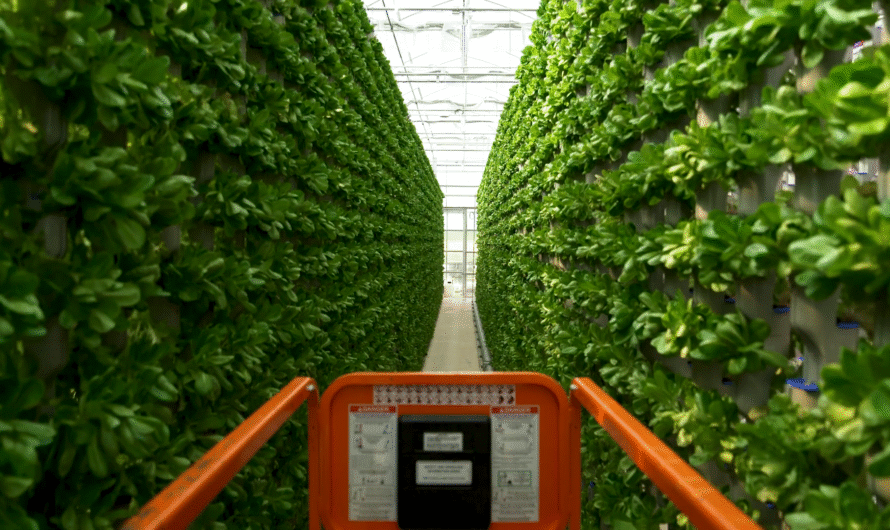 5 Crops you can Easily Grow in Hydroponics to Make Money $$$