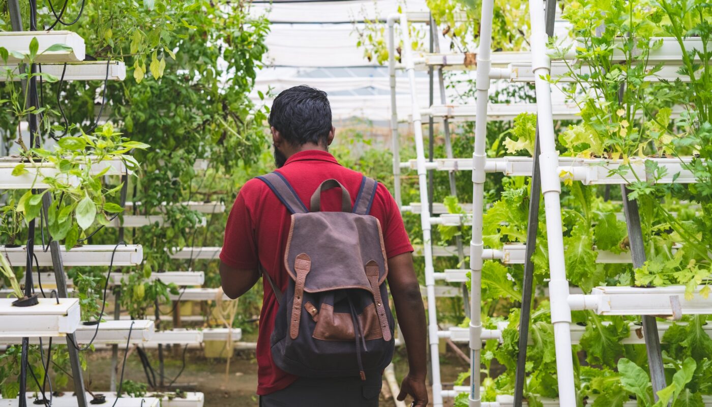 Hydroponic vs. Soil Gardening: (Pros and Cons) Everything You Should Know!