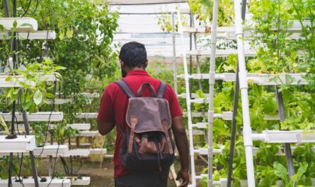 Hydroponic vs. Soil Gardening: (Pros and Cons) Everything You Should Know!