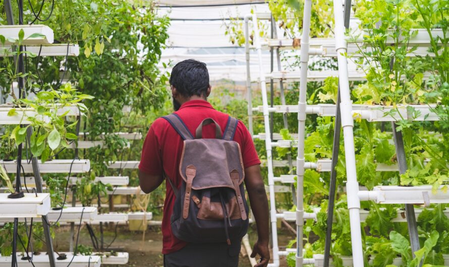 Hydroponic vs. Soil Gardening: (Pros and Cons) Everything You Should Know!
