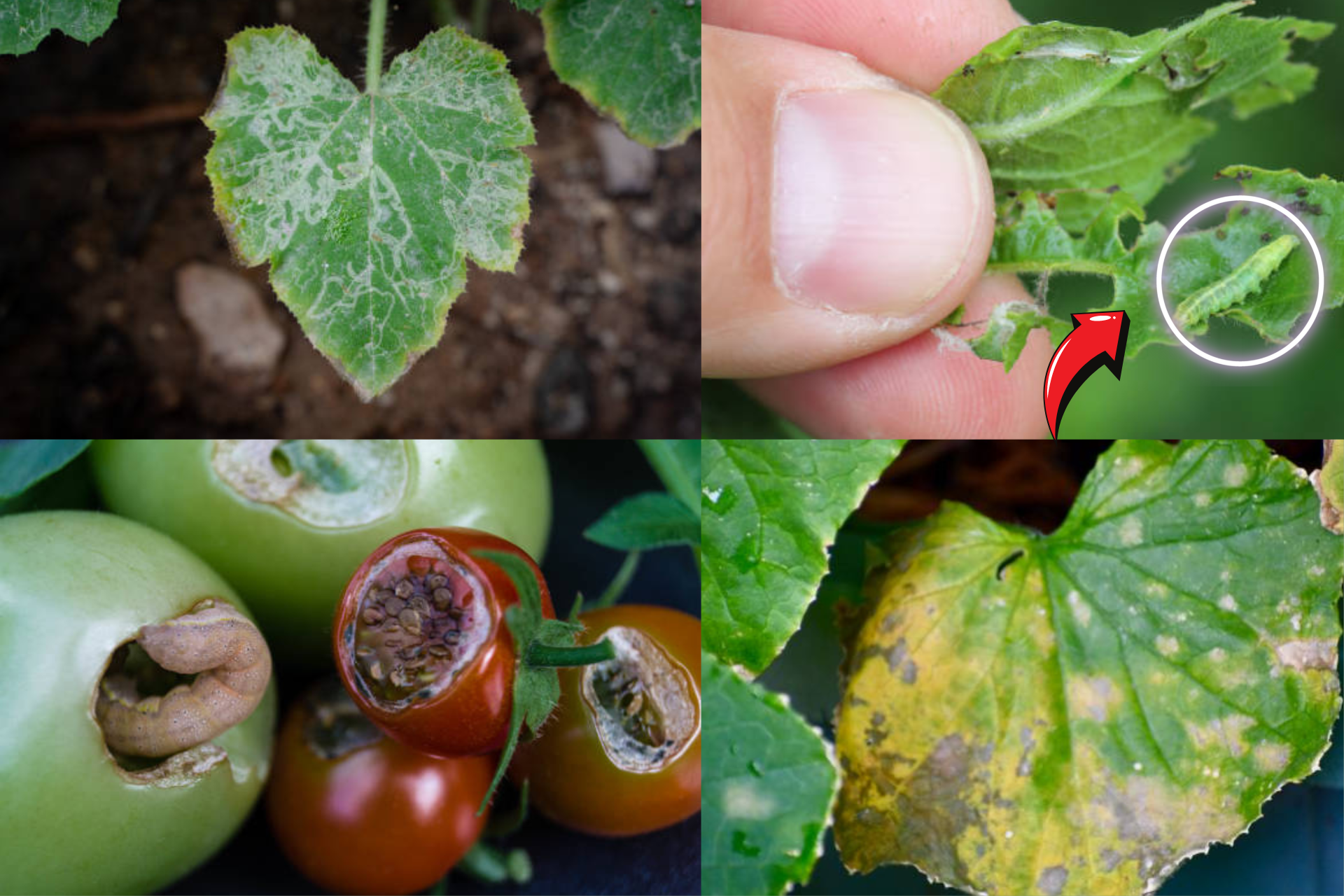 _How to Identify Common Garden Pests By Their Leaf Signature