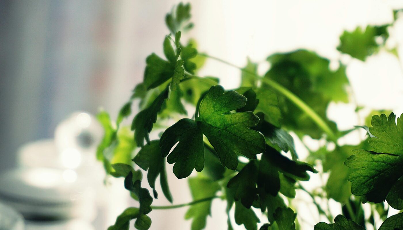 9 Health Benefits of Parsley