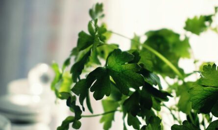 9 Health Benefits of Parsley