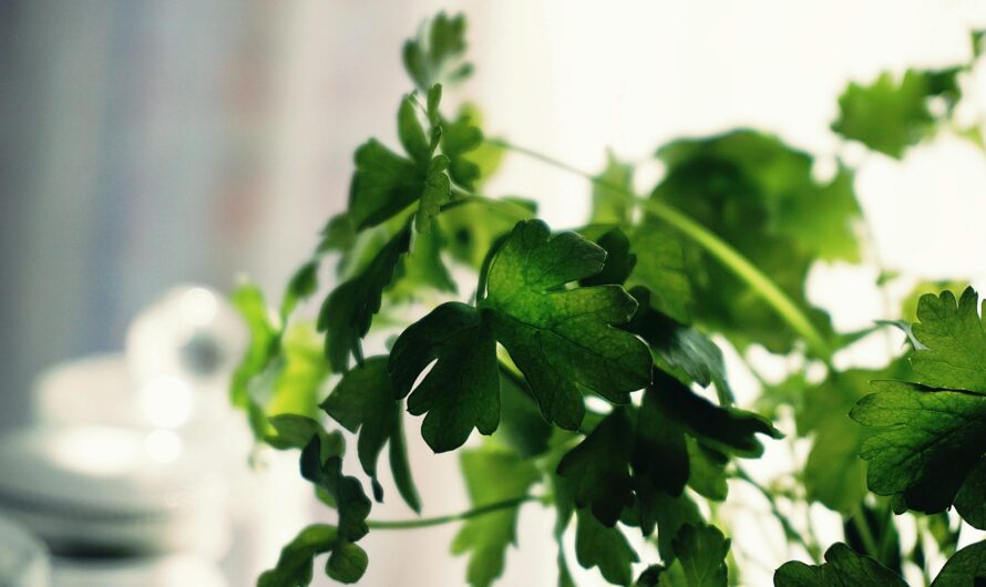 9 Health Benefits of Parsley and How to Grow Them