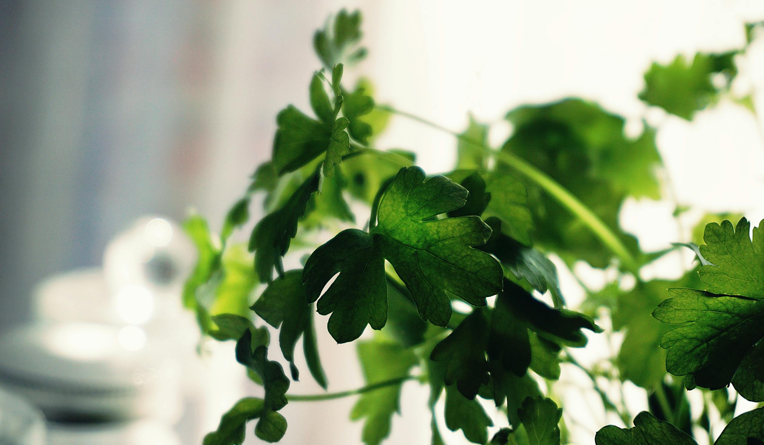 9 Health Benefits of Parsley