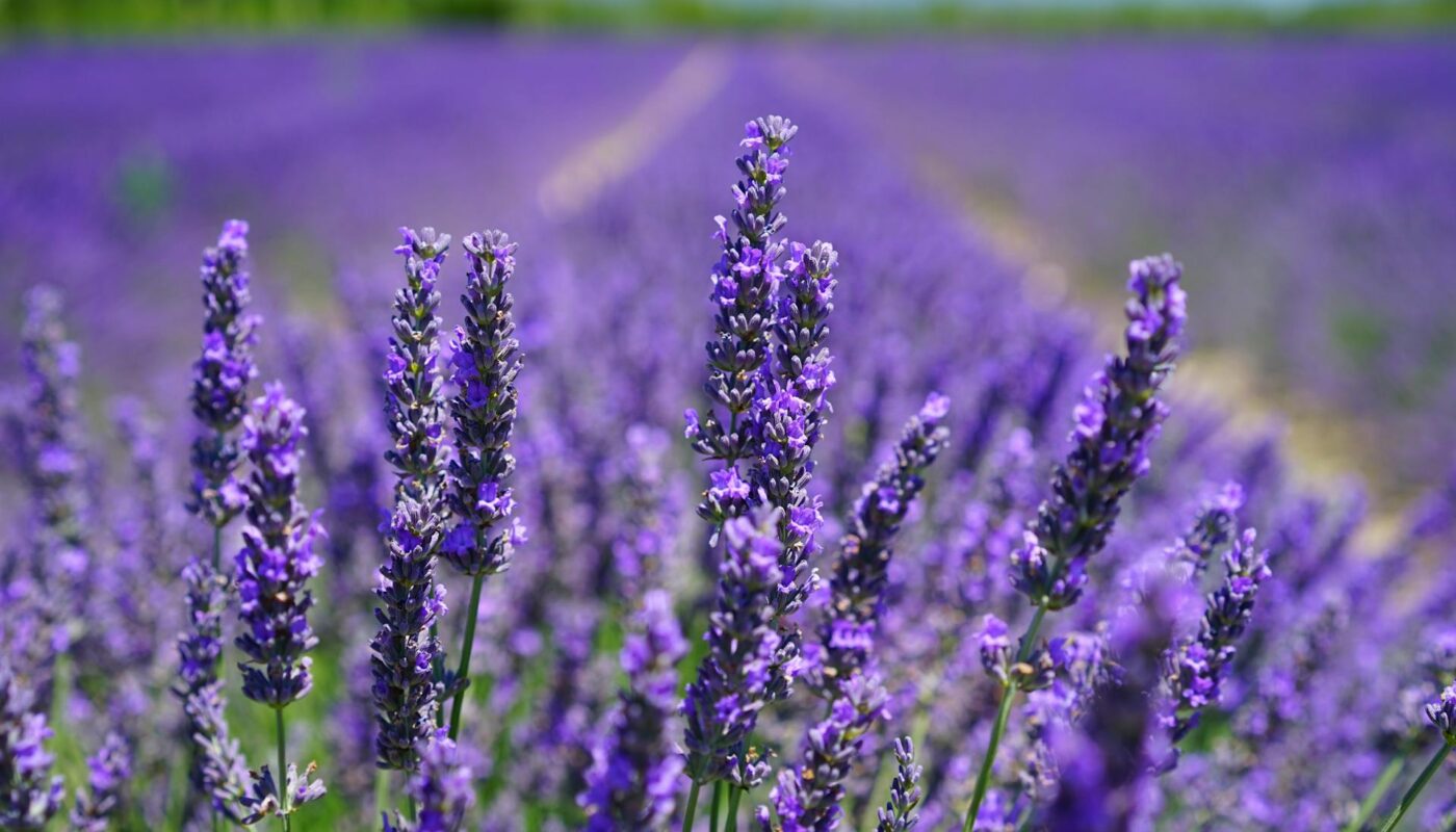 9 Plants That Are Incompatible with Lavender