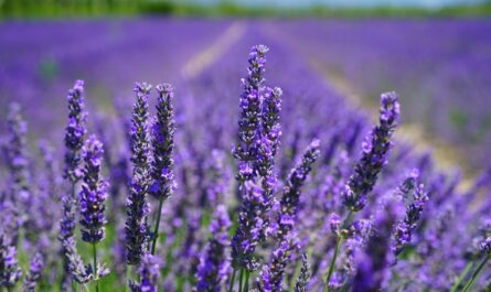 9 Plants That Are Incompatible with Lavender