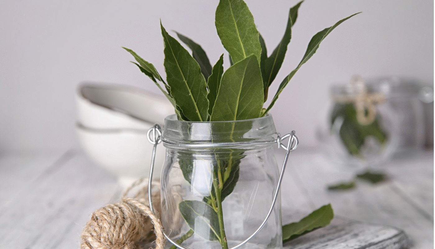 Bay leaves