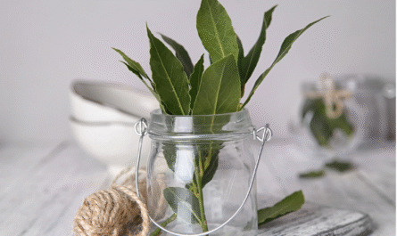 Bay leaves