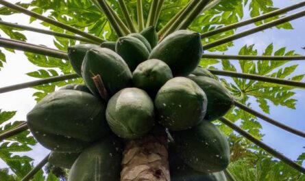 Benefits of Papaya Sap for Your Garden