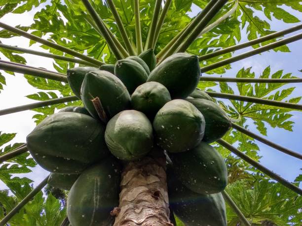 Benefits of Papaya Sap for Your Garden