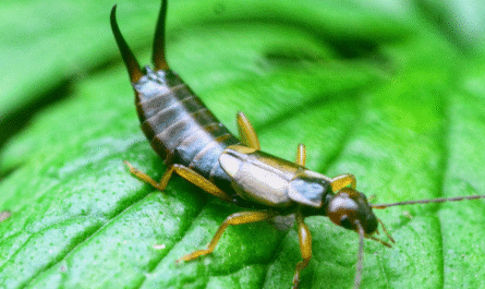 Eco-Friendly Ways to Get Rid of Earwigs from Your Garden