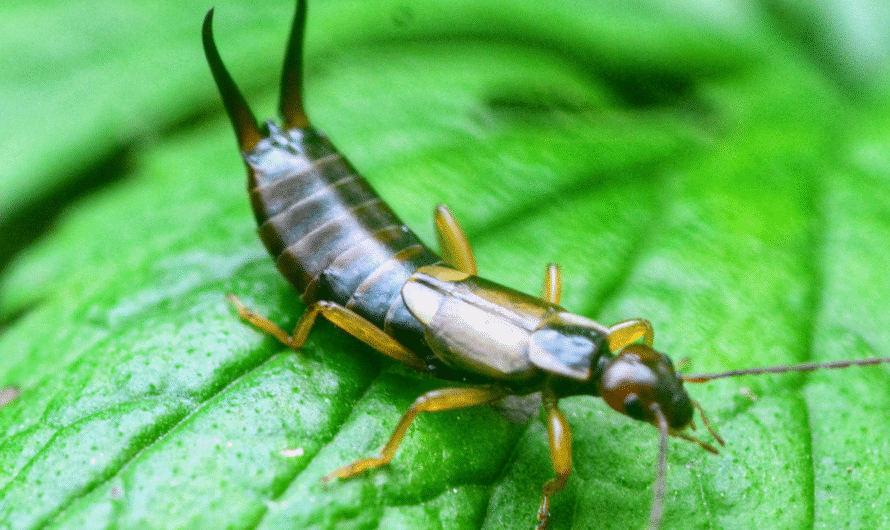 Eco-Friendly Ways to Get Rid of Earwigs from Your Garden
