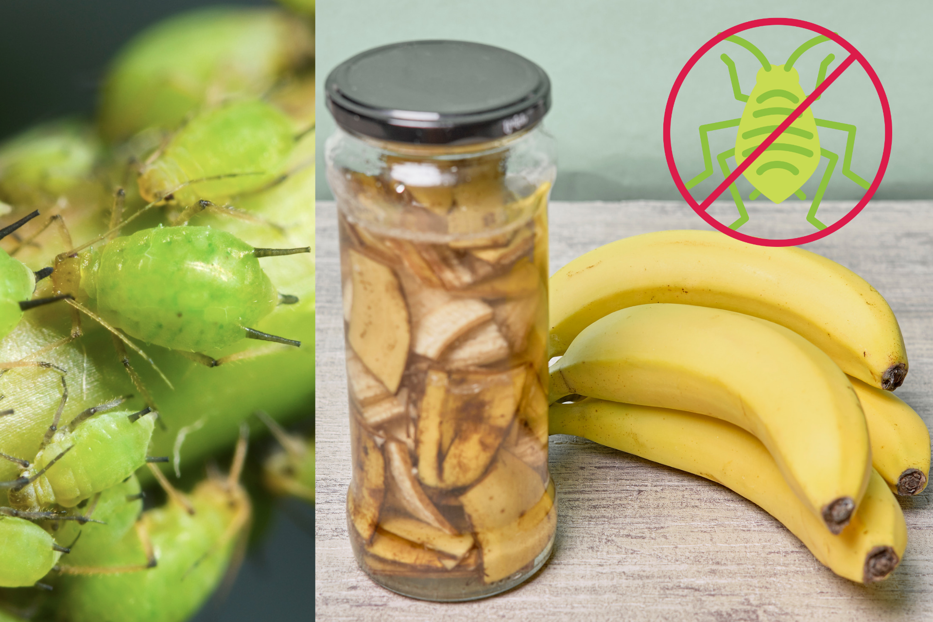 How to Use Banana Peels to Keep Aphids from Your Garden