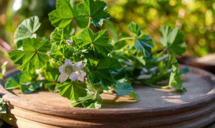 Mallow Plant