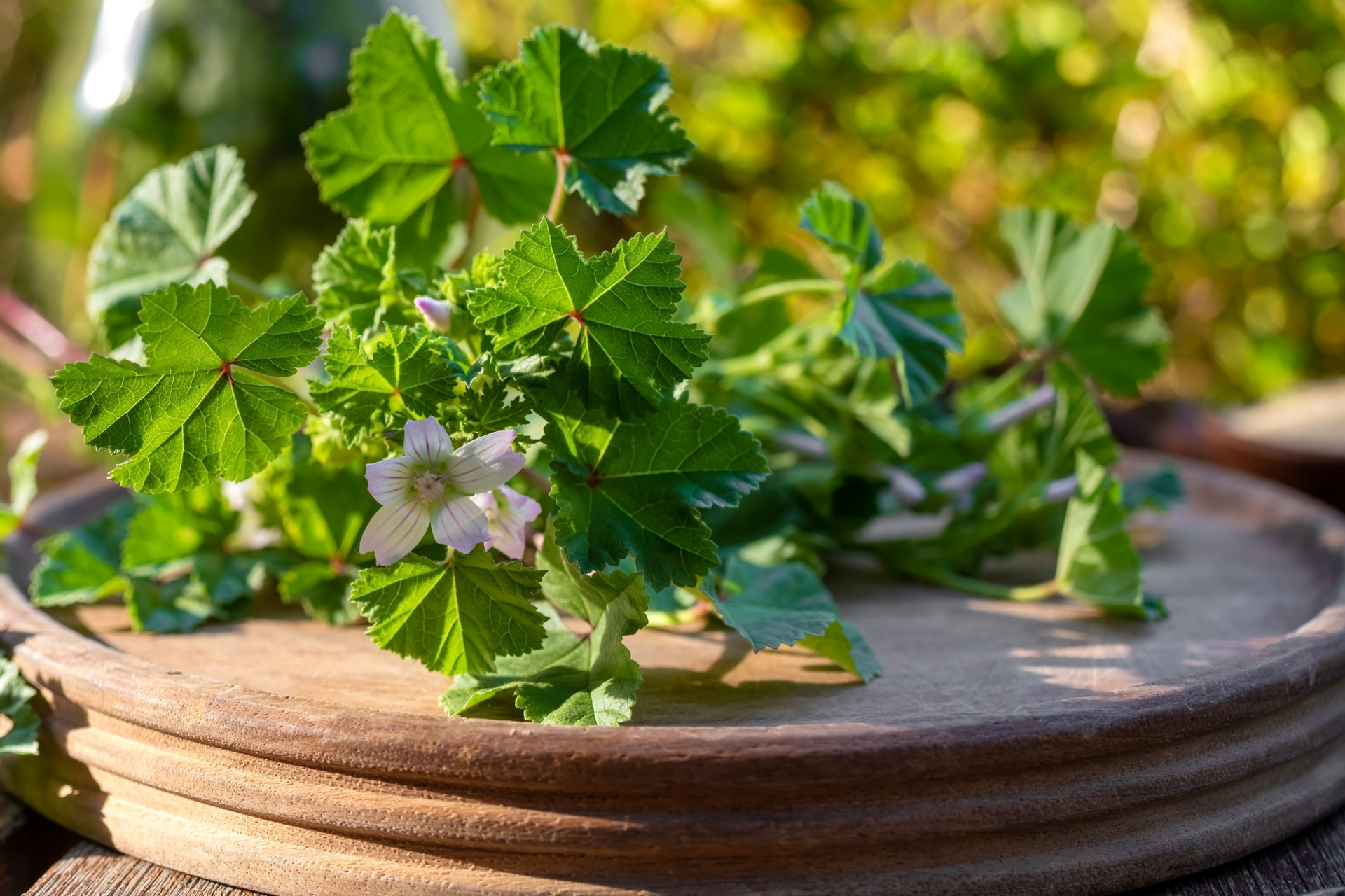 Mallow Plant
