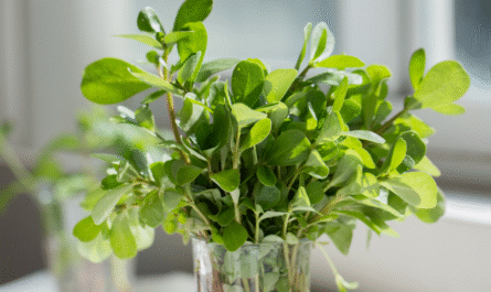 Medicinal Benefits of Purslane Most Don’t Know