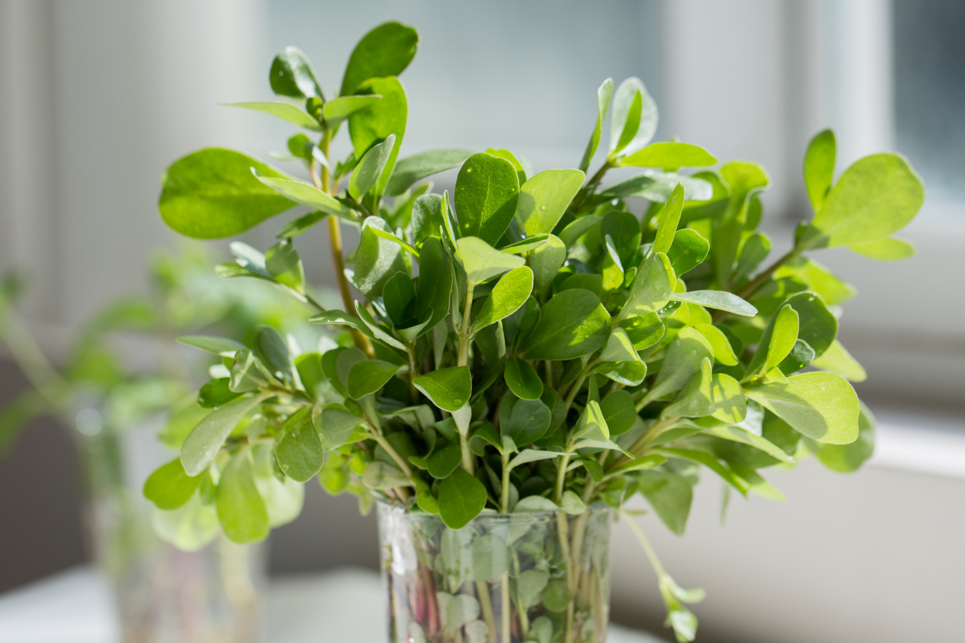 Medicinal Benefits of Purslane Most Don’t Know