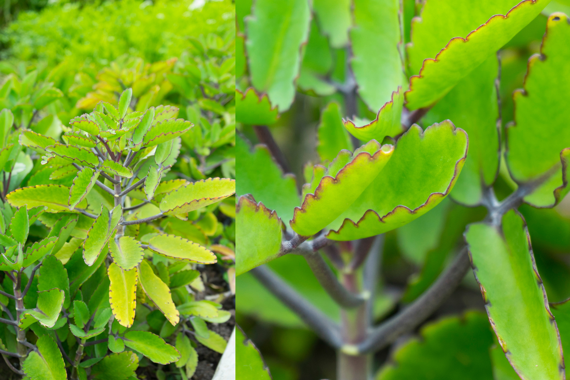 Miracle Leaf