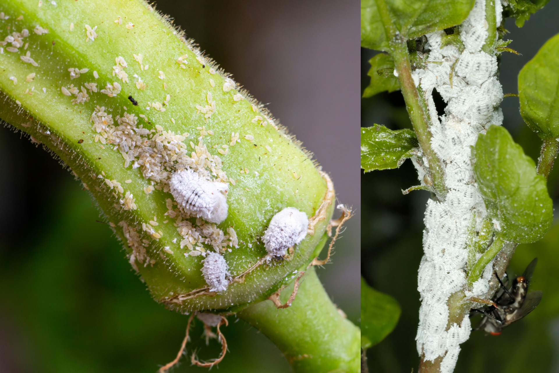 3 Homemade Ingredients to Eliminate Mealybugs From Your Garden Forever